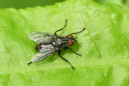 Sarcophaga sp.